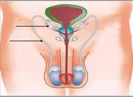 bienestar