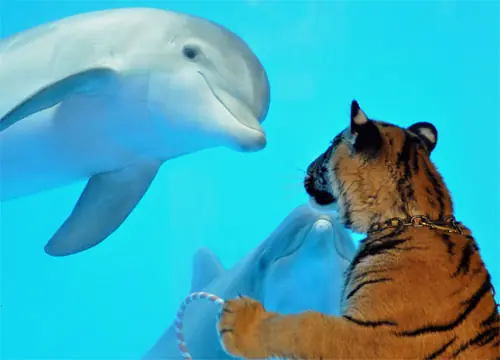 fondos de tigres