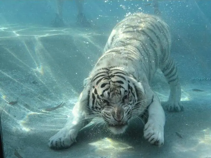 Queres que se extinga este animal? Yo no!