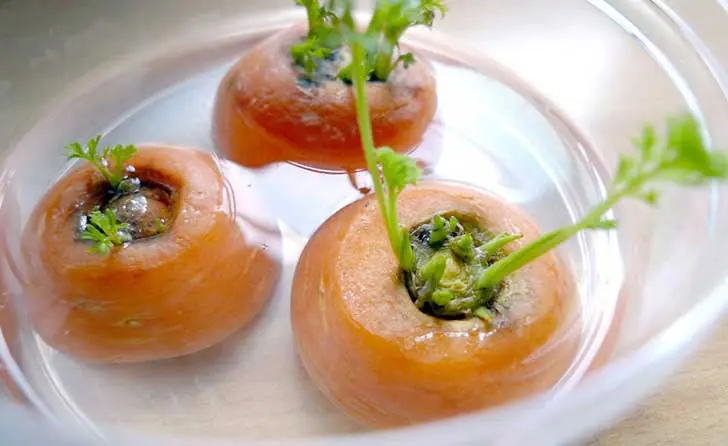 vegetales