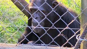 chimpace