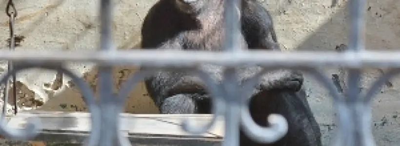 monti