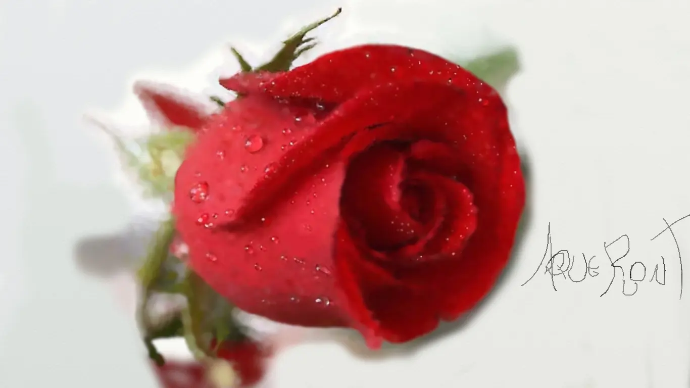 Dibuje una rosa y te la muestro