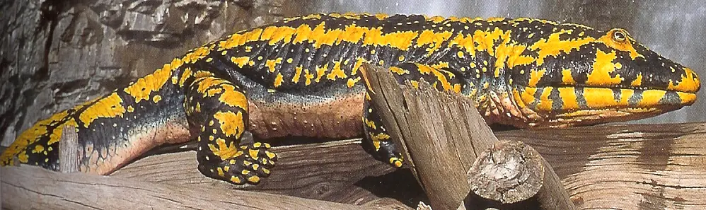 Estos son los 22 animales más grandes de su especie