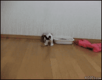 Gifs