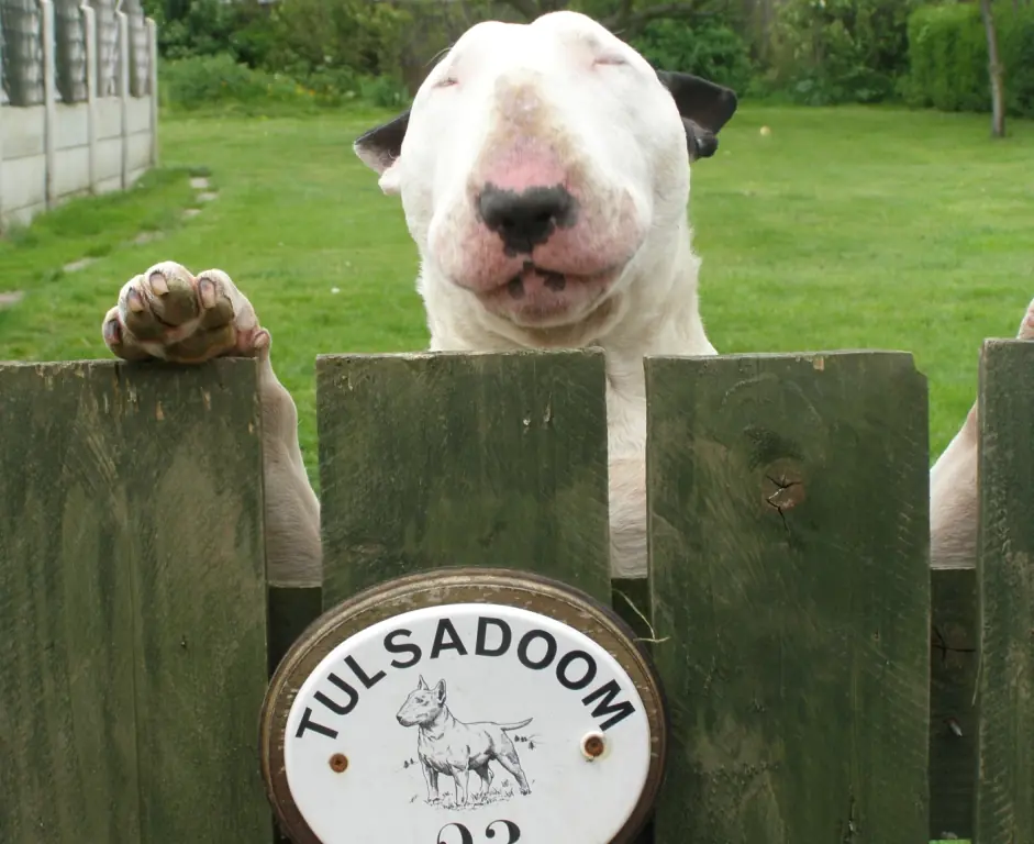 Bull Terrier - Info para tener un cuenta