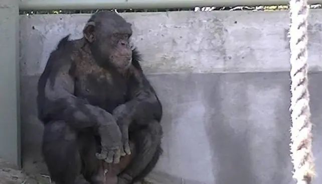 chimpace