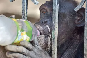 chimpace