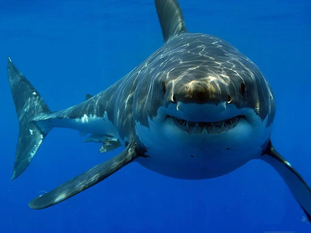 Récord de ataques de tiburones en 2015