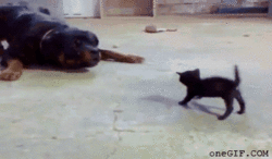 Caturday (El Post de Gatos mas Largo)