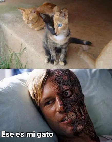 caturday