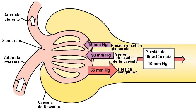 anatomia renal