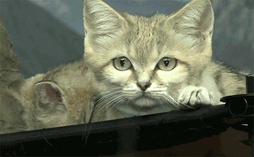 Caturday (El Post de Gatos mas Largo)