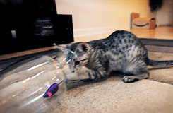 Caturday (El Post de Gatos mas Largo)