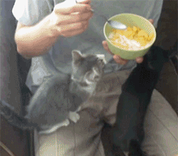 caturday