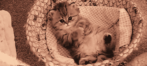 Caturday (El Post de Gatos mas Largo)