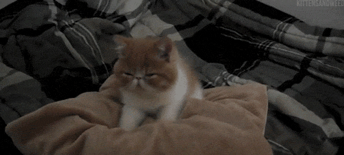 Caturday (El Post de Gatos mas Largo)