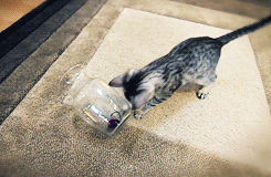 caturday