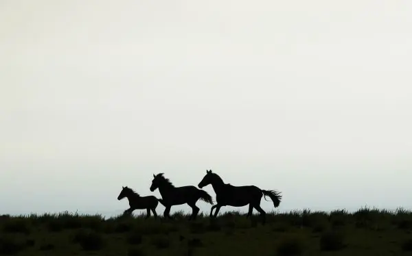 Australia autorizó la matanza de 10.000 caballos salvajes