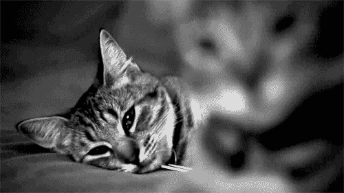 Caturday (El Post de Gatos mas Largo)