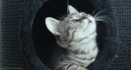 Caturday (El Post de Gatos mas Largo)