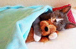 caturday