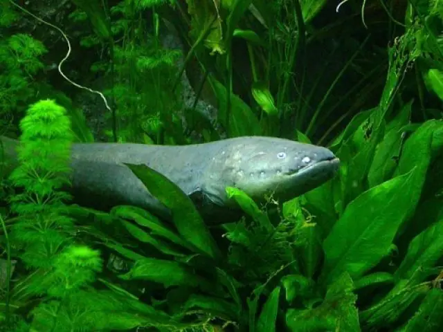 TOP 15 Datos (científicos) mas increíbles.