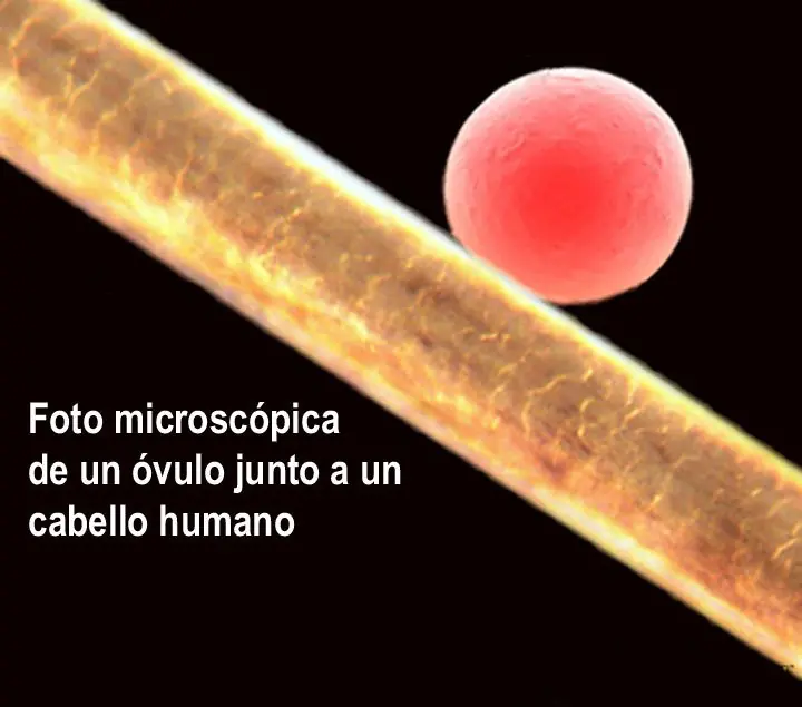 Comparaciones que te van a volar la peluca - Parte 1