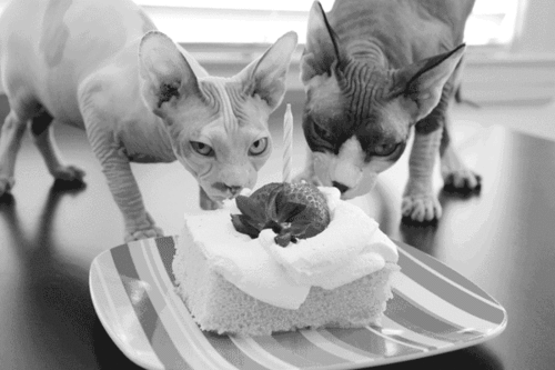 caturday