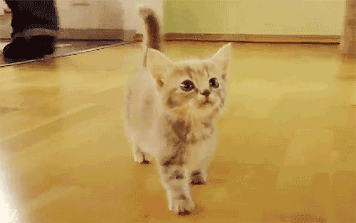 caturday