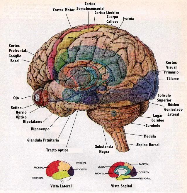 por que no usamos todo el cerebro??