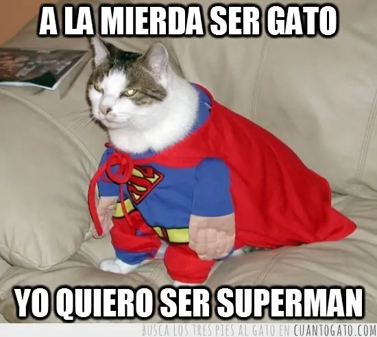 Caturday (El Post de Gatos mas Largo)