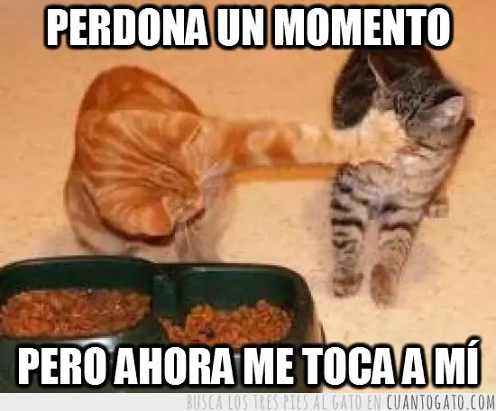 Caturday (El Post de Gatos mas Largo)