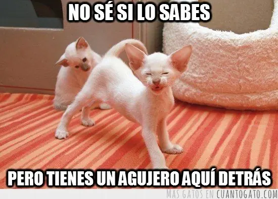Caturday (El Post de Gatos mas Largo)