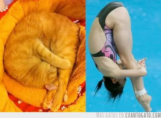 caturday