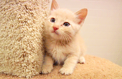 caturday