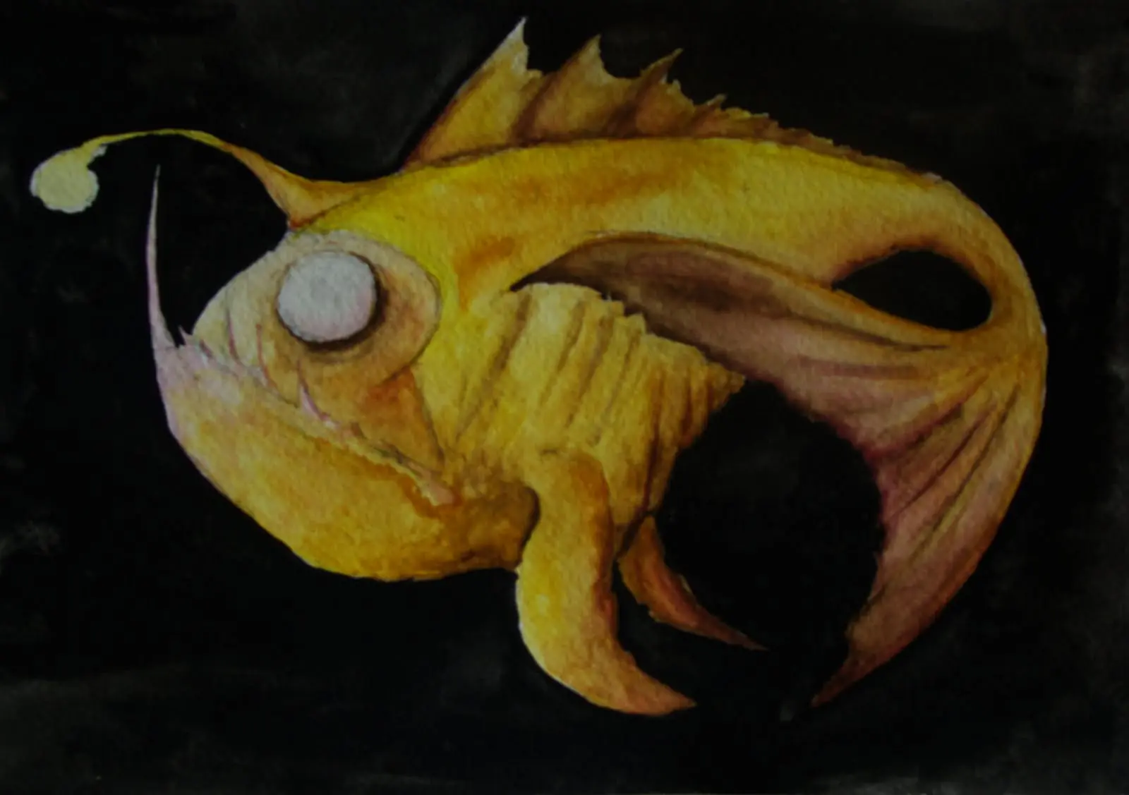 fauna abisal