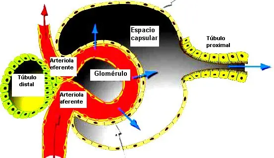 fisiologia renal