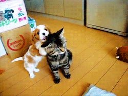 Caturday (El Post de Gatos mas Largo)