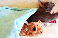Caturday (El Post de Gatos mas Largo)