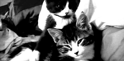 caturday