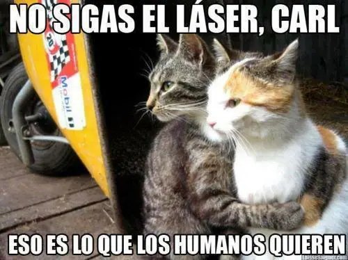 Caturday (El Post de Gatos mas Largo)