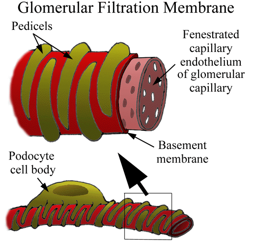 sistema renal