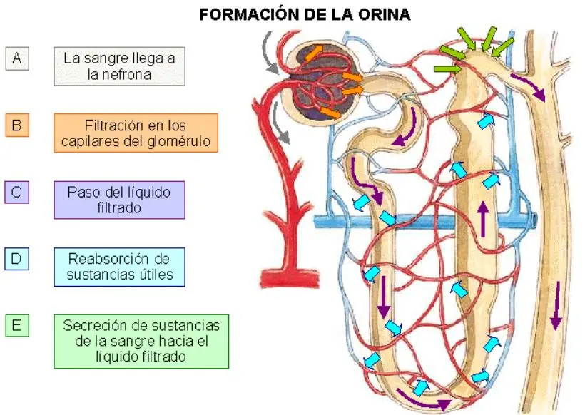 renal