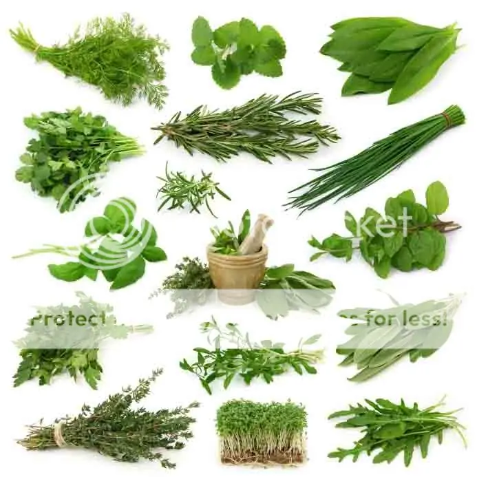 hierbas medicinales