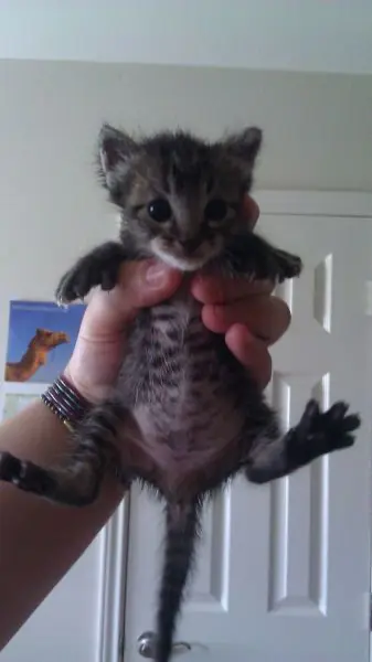 Caturday (El Post de Gatos mas Largo)