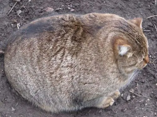 caturday