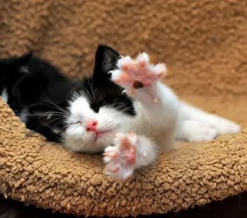 caturday
