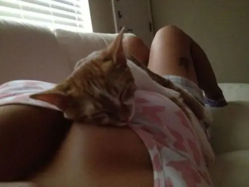 Caturday (El Post de Gatos mas Largo)
