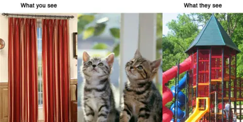 caturday